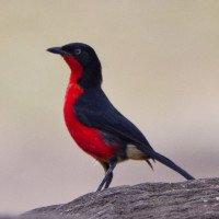 Black-headed Gonolek